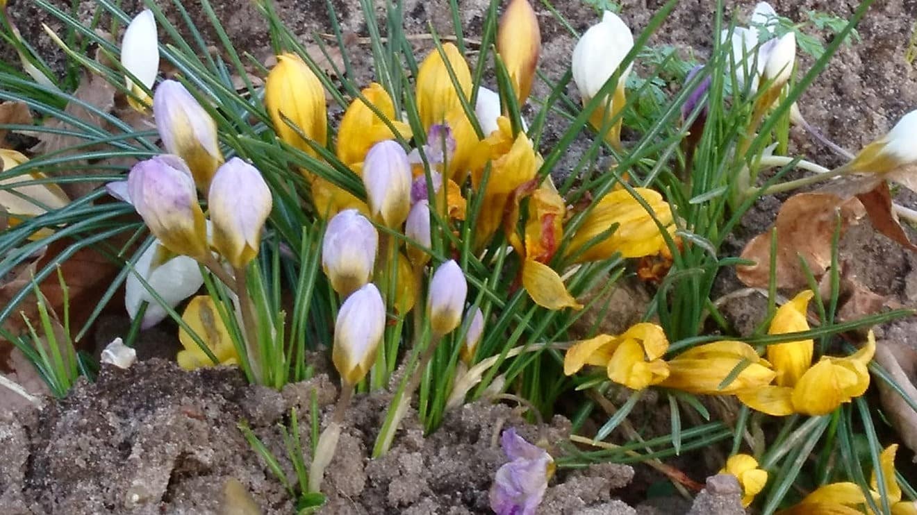 You are currently viewing Kinesiologische Frühlingsunterstützung